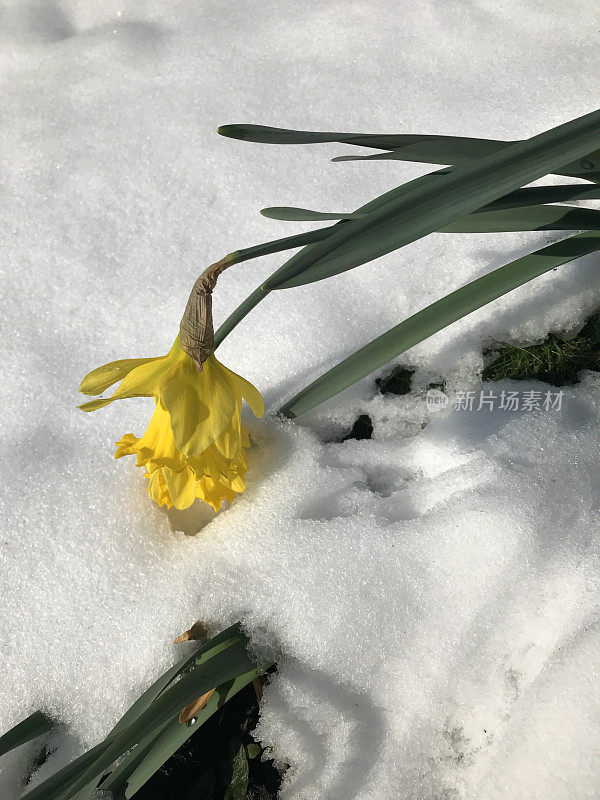 盛开的黄色水仙花喇叭水仙球茎生长在冬天的雪在英国花园，冰冻和冰冻的水仙花球茎花，开花和叶子在新鲜的雪后，春天/春天季节接近，英国，英国